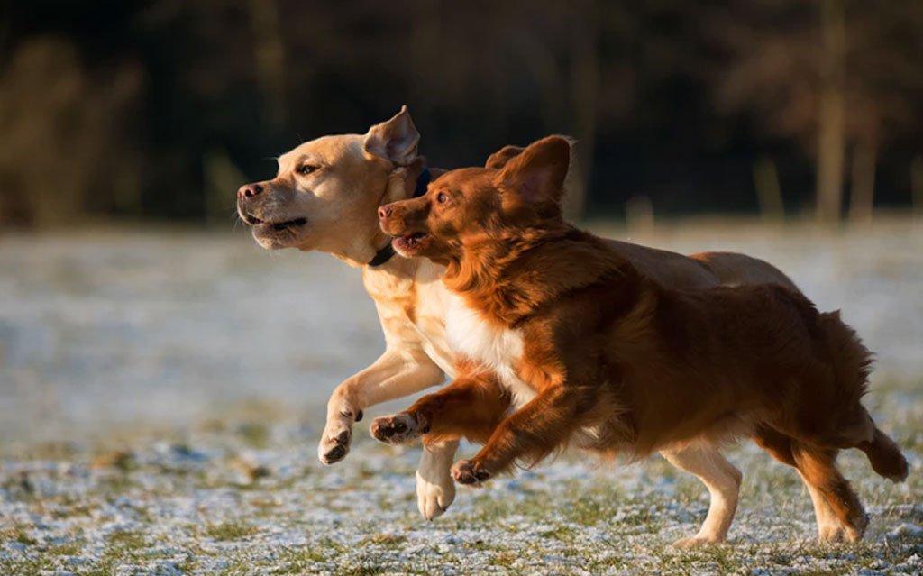 5 Most Awesome Jobs If You Love Dogs